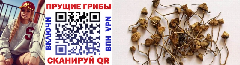 Псилоцибиновые грибы Psilocybe  hydra ССЫЛКА  Приволжск 